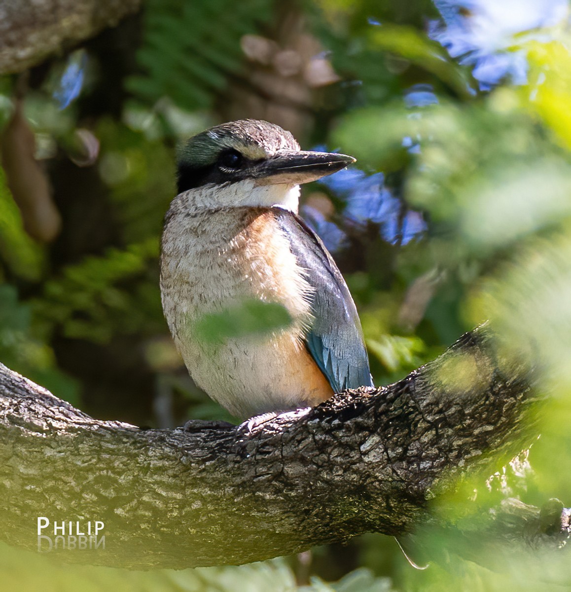 Sacred Kingfisher - ML620279878