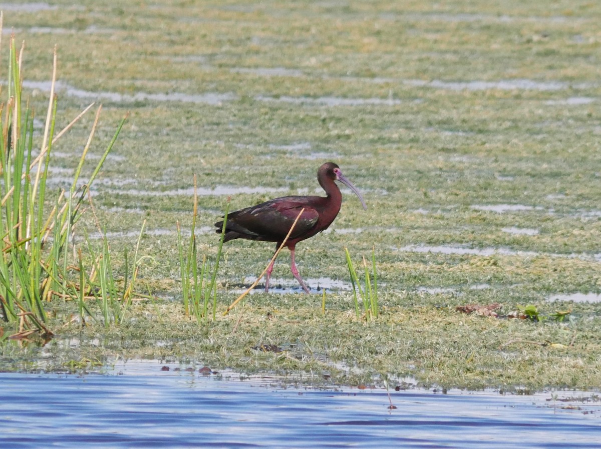 White-faced Ibis - ML620279879