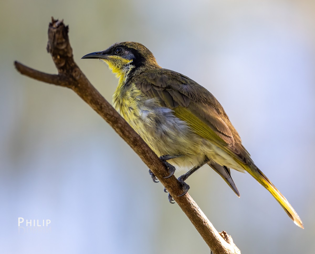 Varied Honeyeater - ML620279880