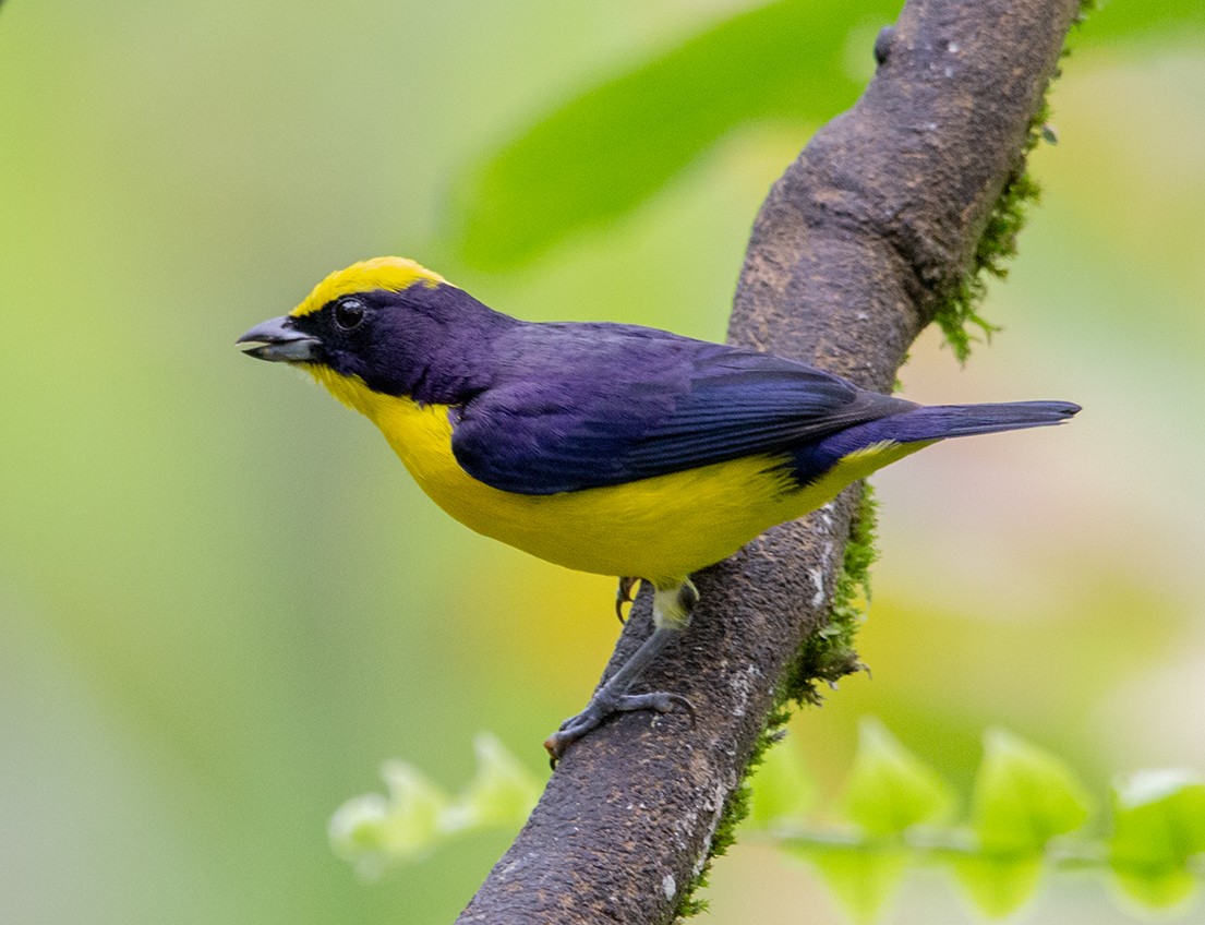 Thick-billed Euphonia - ML620279886