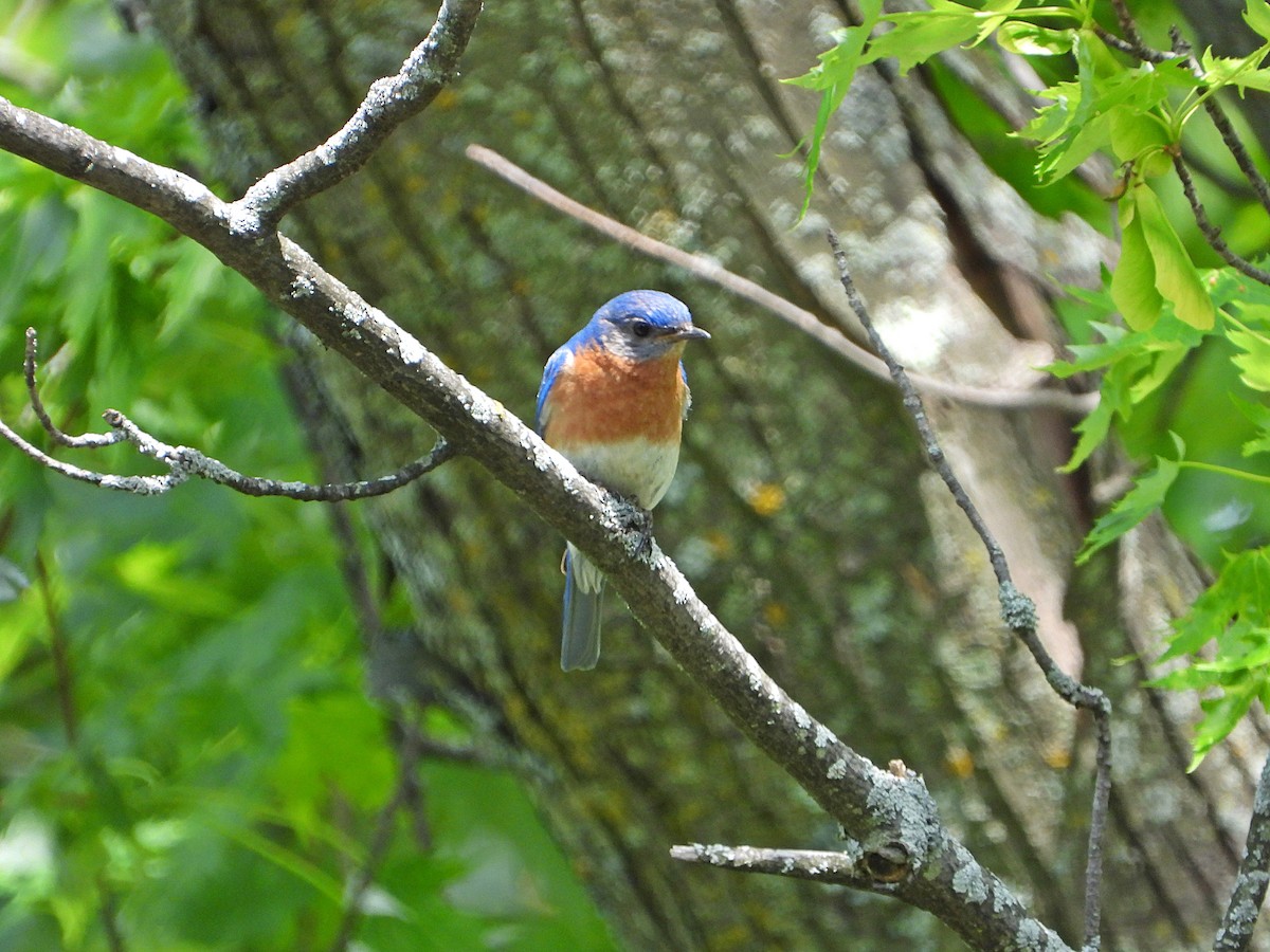 Eastern Bluebird - ML620279890