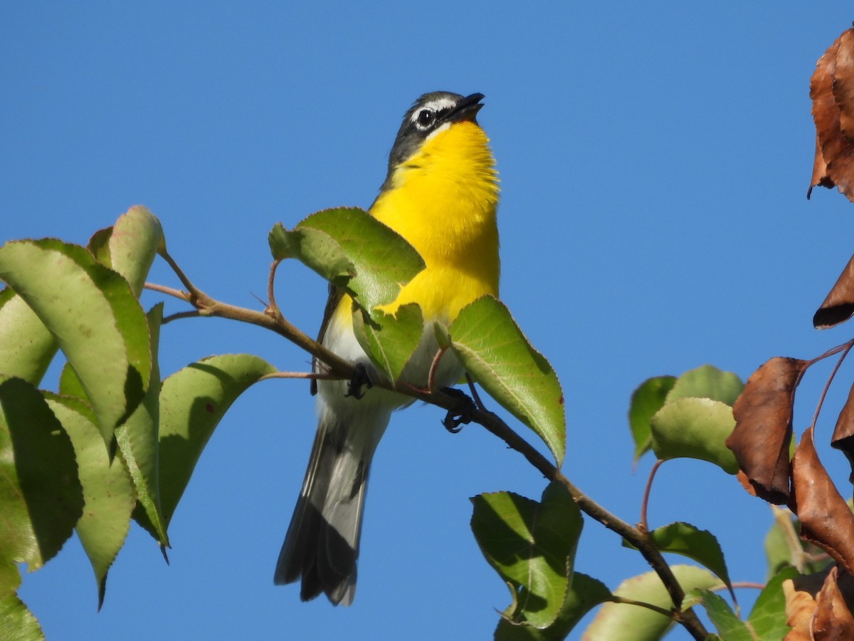 Yellow-breasted Chat - ML620279892