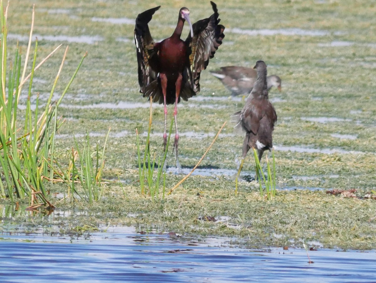 White-faced Ibis - ML620279893