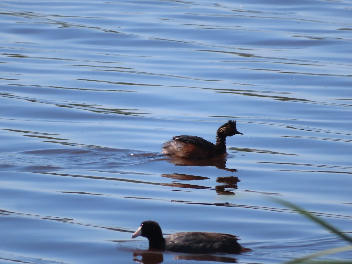 Eared Grebe - ML620279897