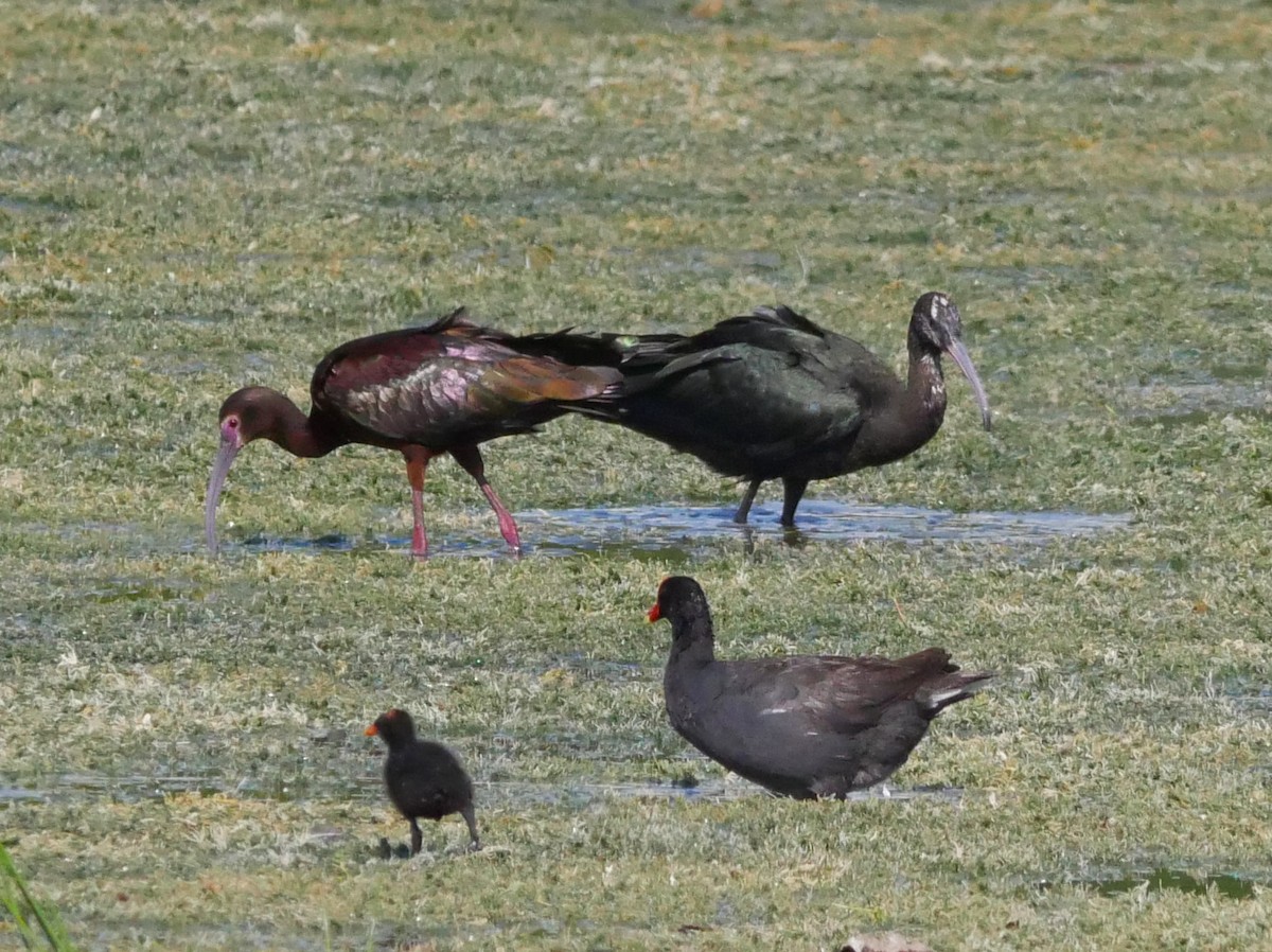 White-faced Ibis - ML620279904