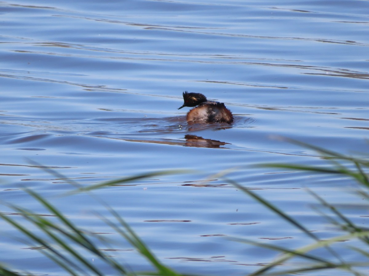 Eared Grebe - ML620279907