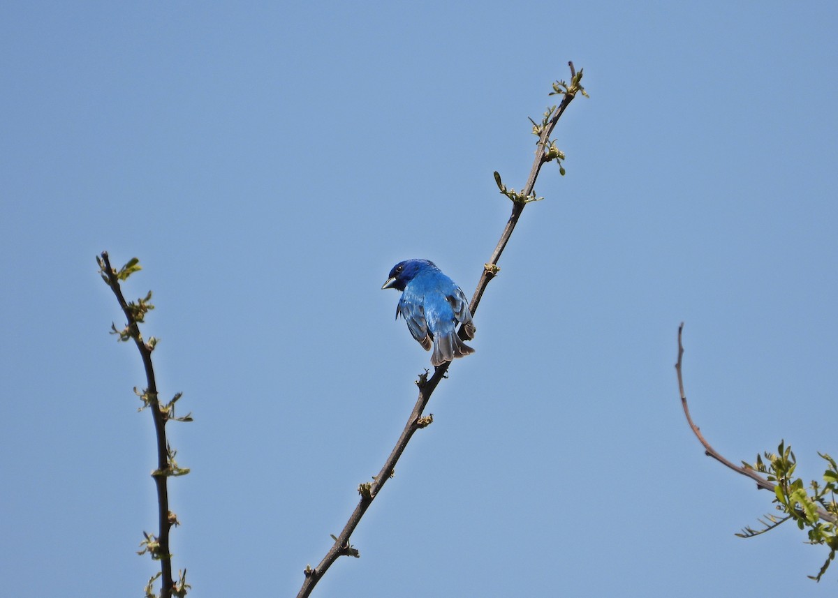 Indigo Bunting - ML620279908