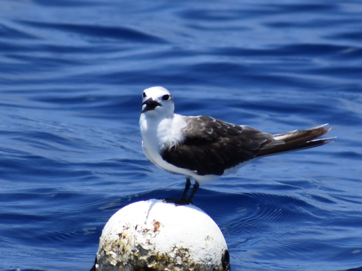 Bridled Tern - ML620279917