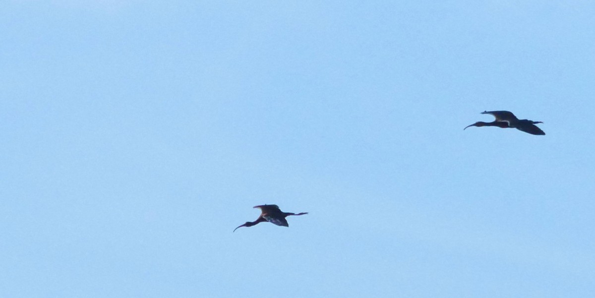 White-faced Ibis - Jake Streets