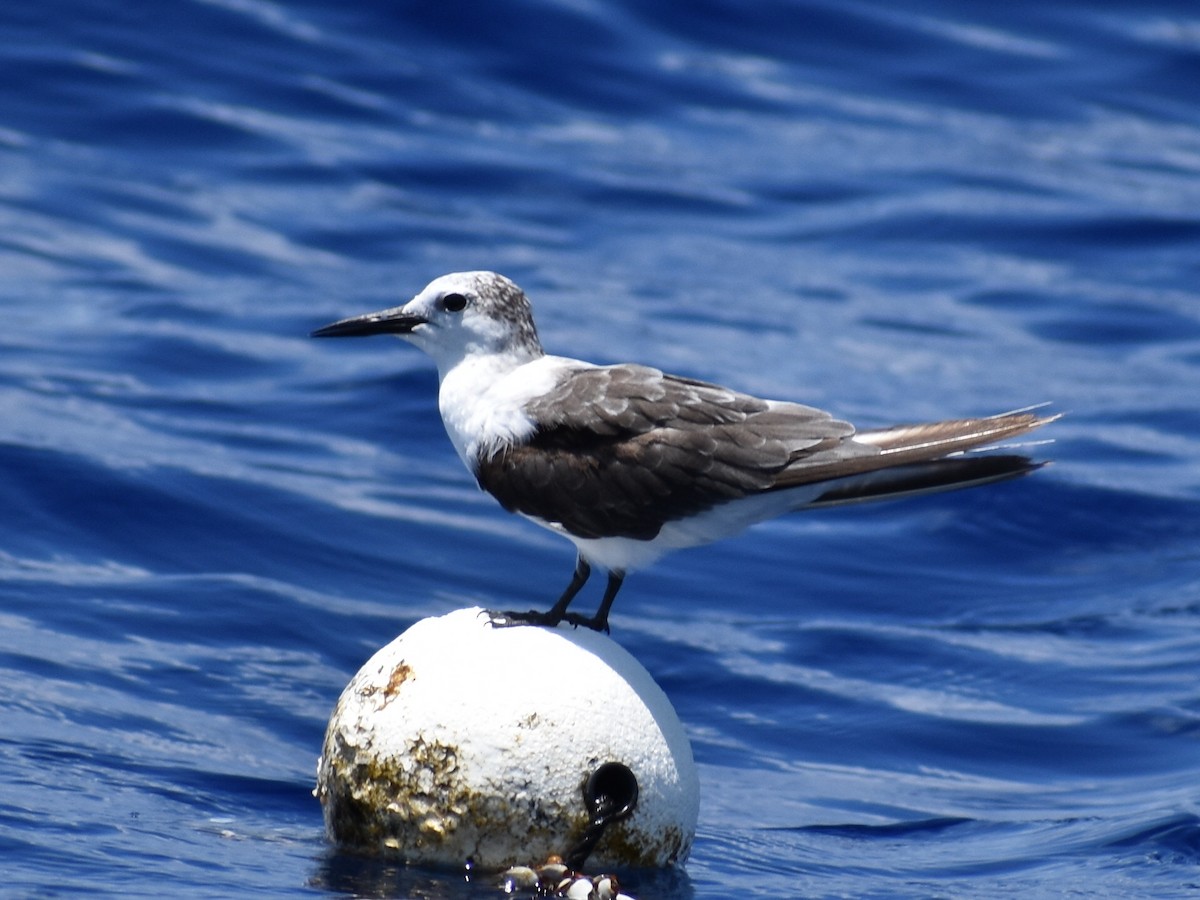 Bridled Tern - ML620279927