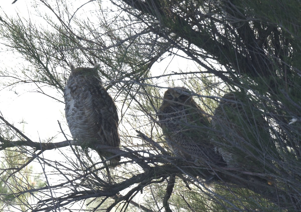 Great Horned Owl - ML620279931