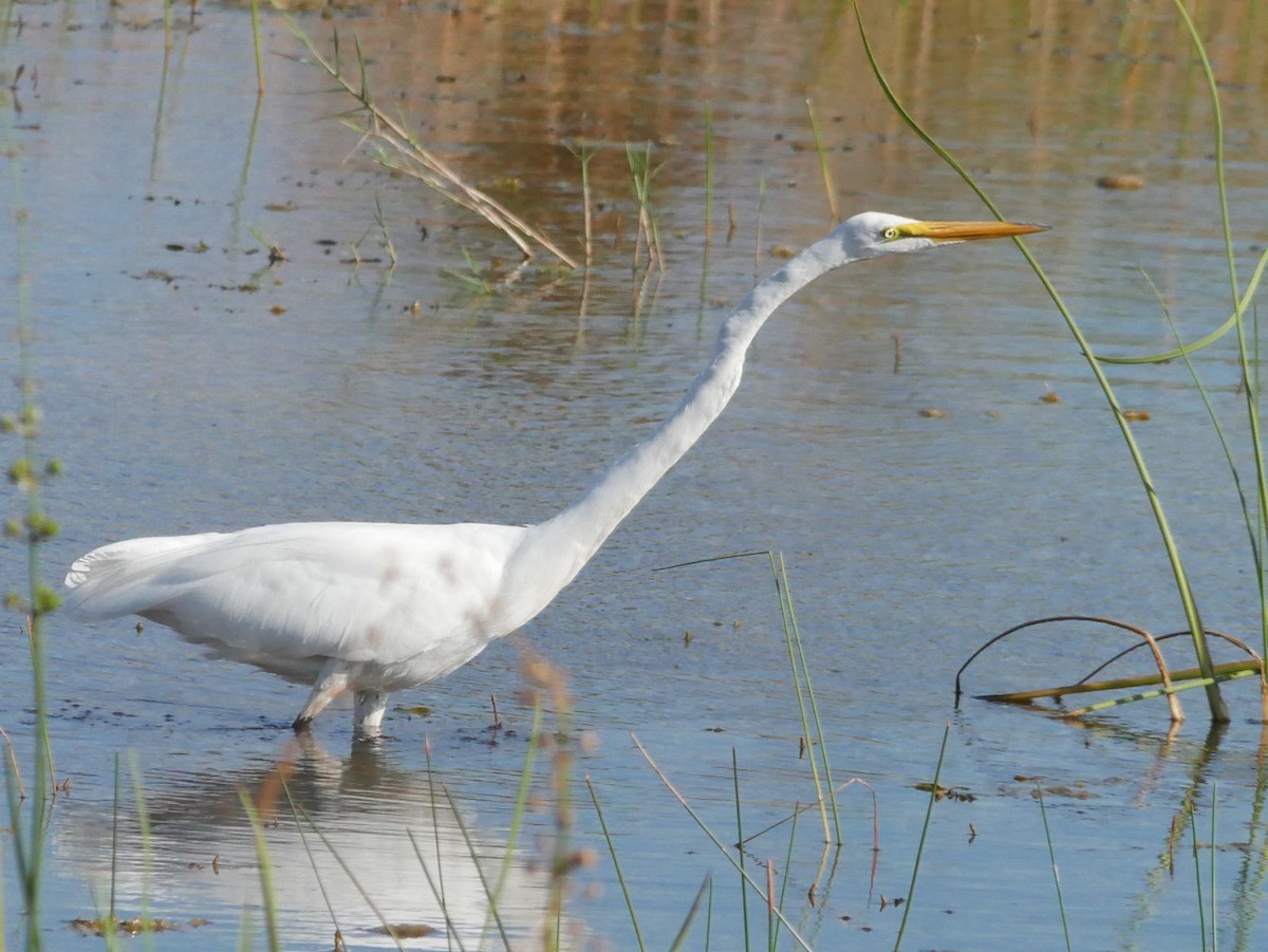 Great Egret - ML620279948