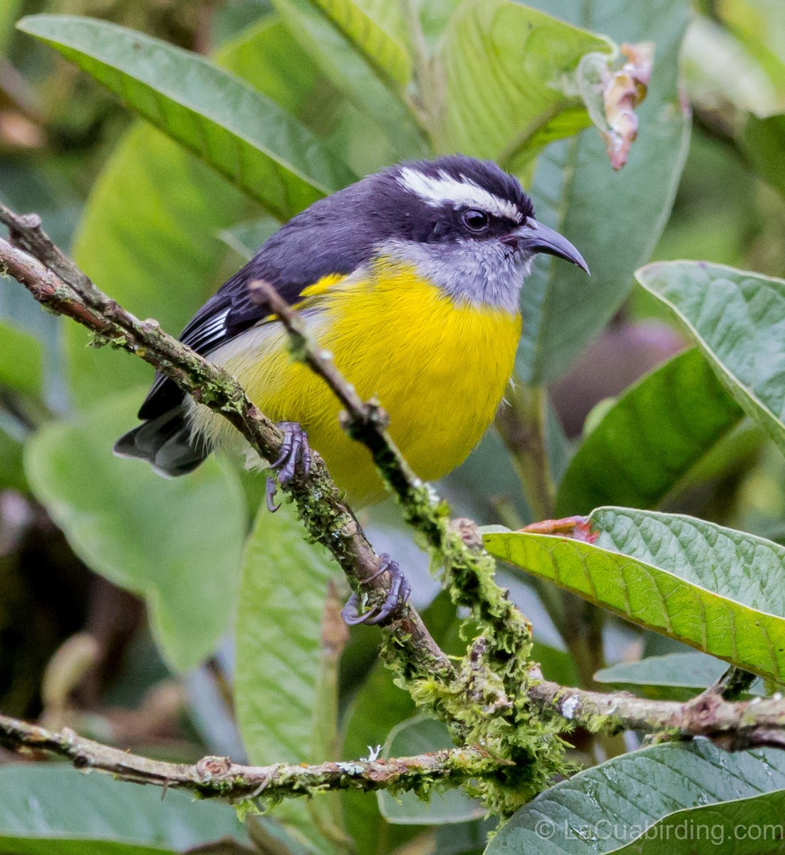 Bananaquit - ML620279951