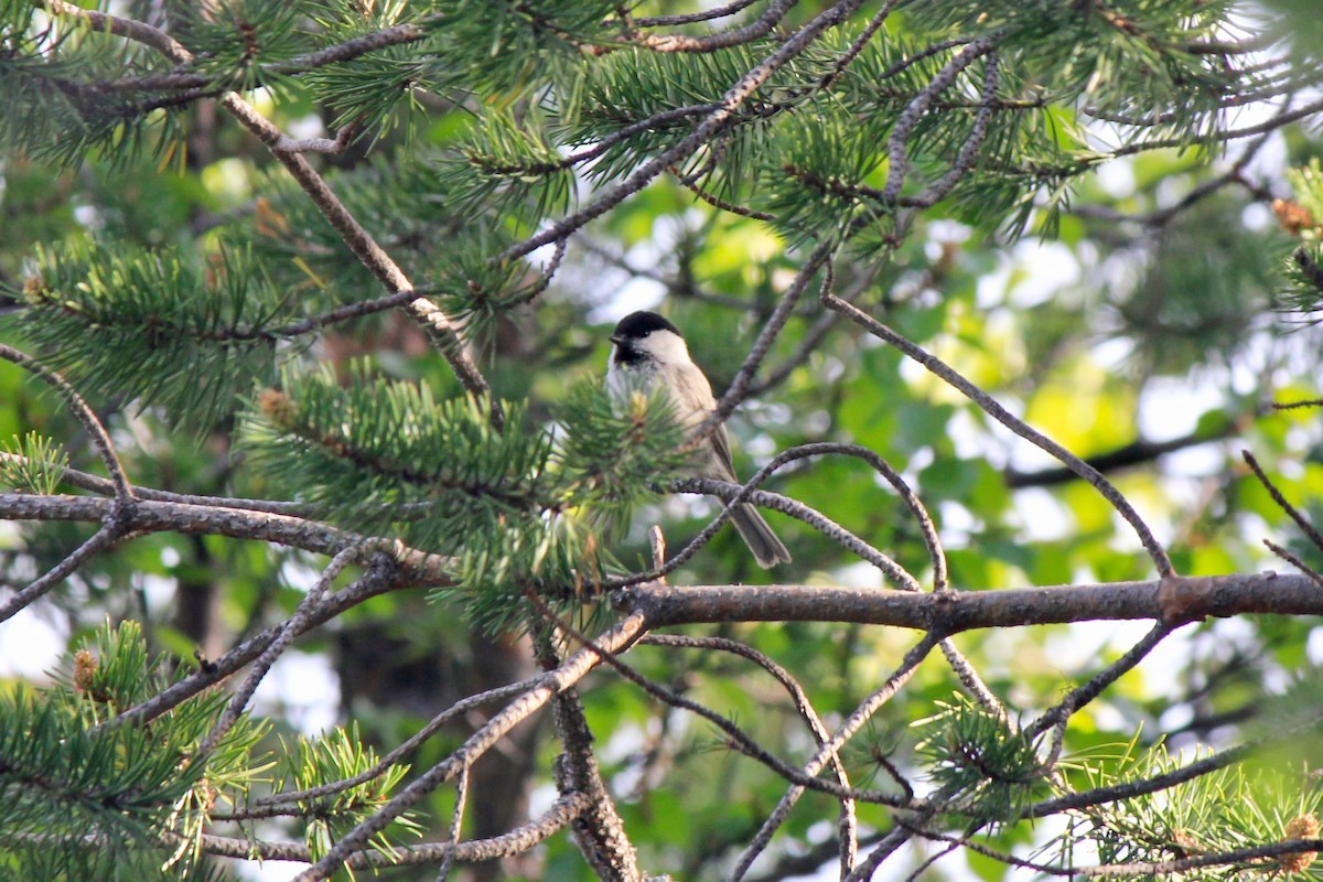 Mésange boréale - ML620279954