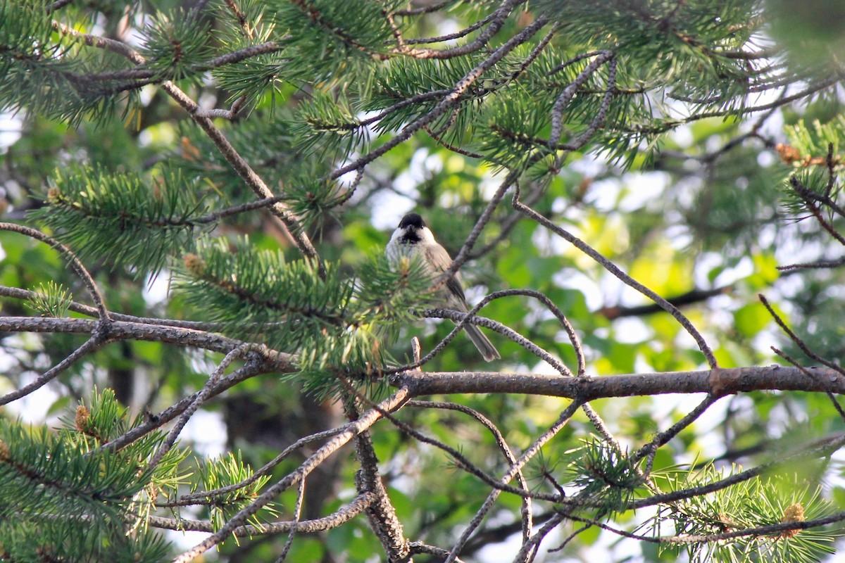 Mésange boréale - ML620279955