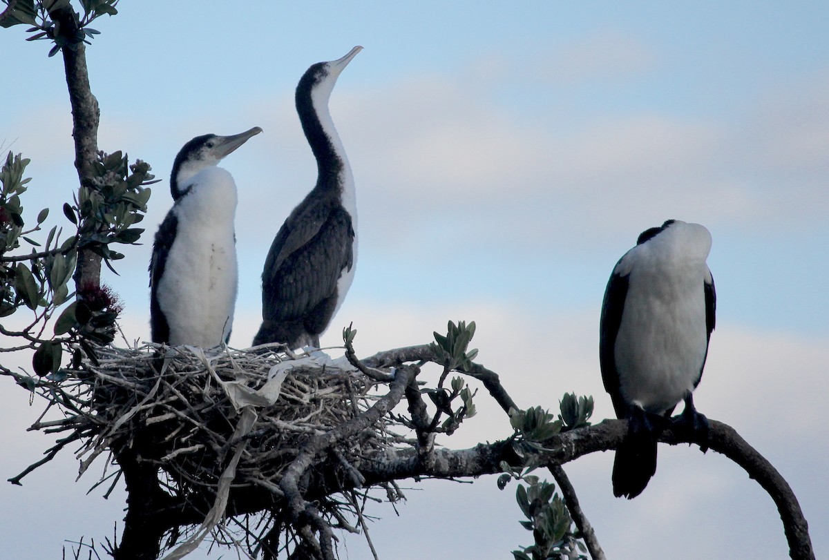 Cormorán Pío - ML620279960