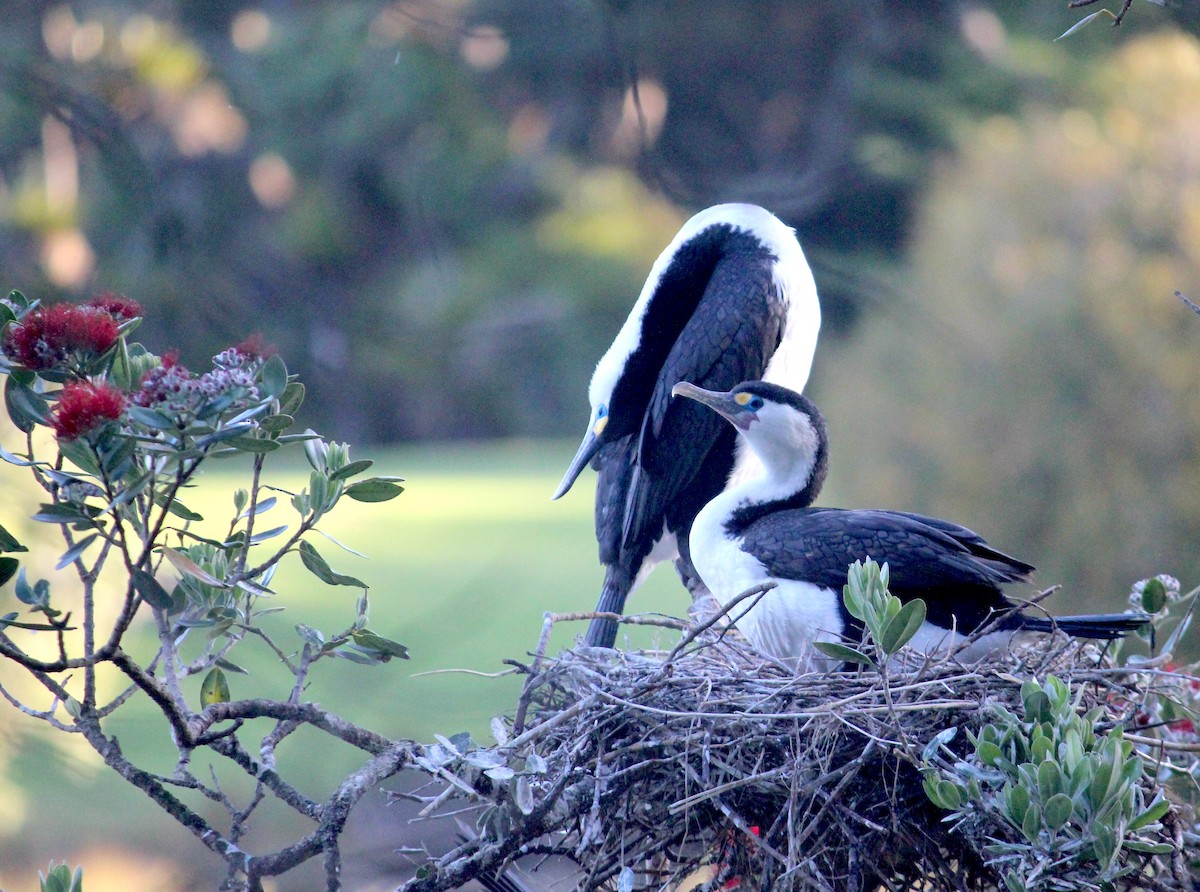 Pied Cormorant - ML620279964