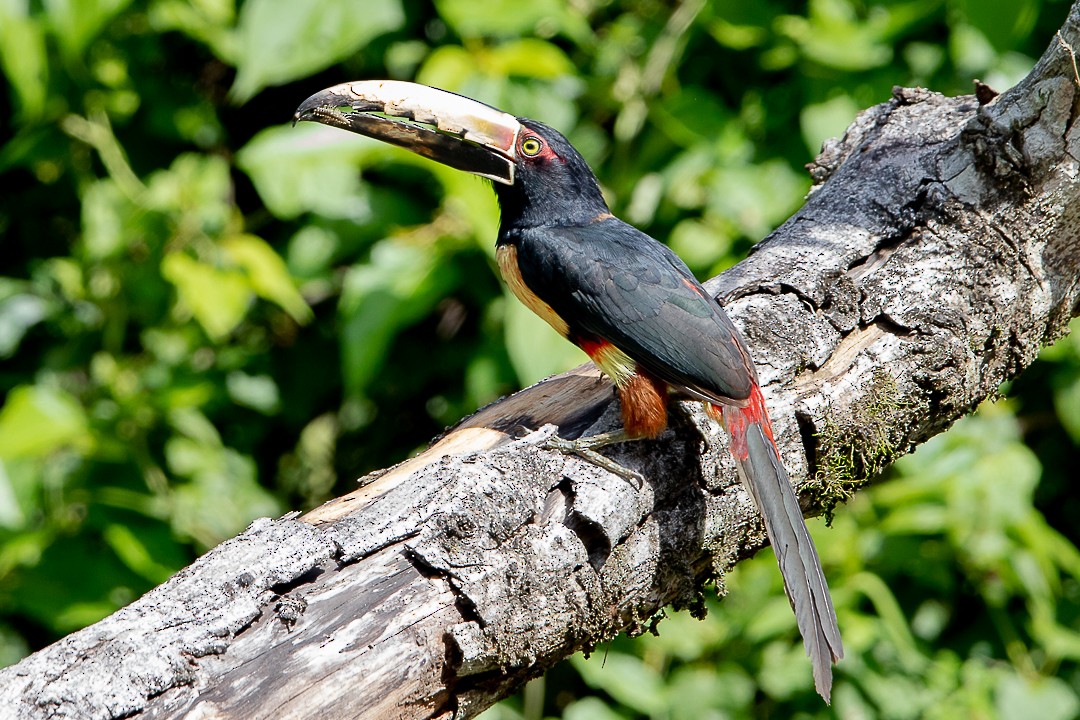 Collared Aracari - ML620279966