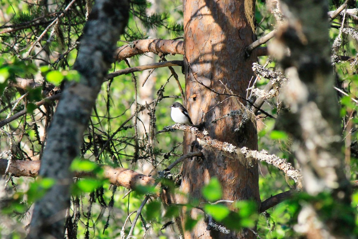 European Pied Flycatcher - Scott Wieman