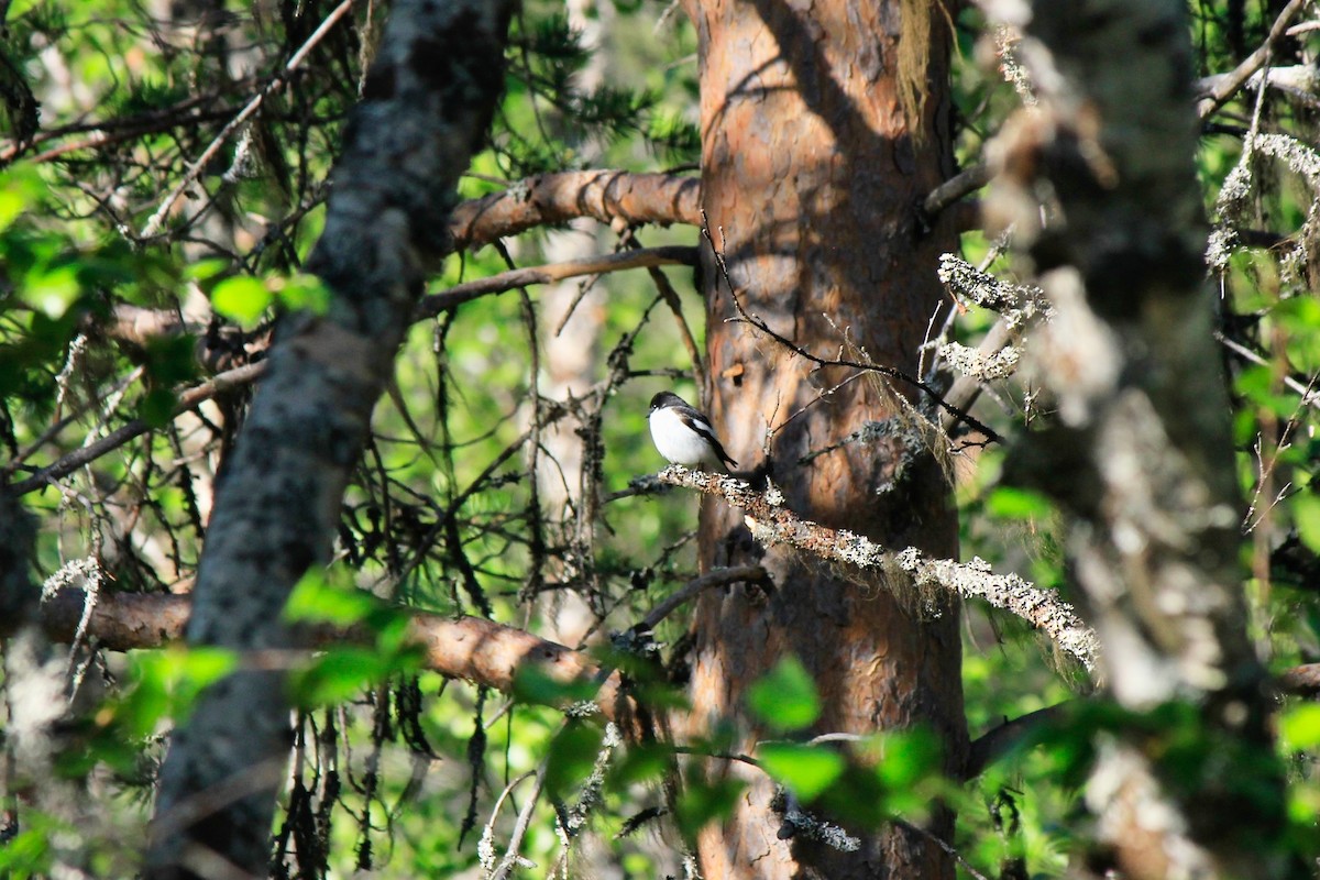 European Pied Flycatcher - Scott Wieman