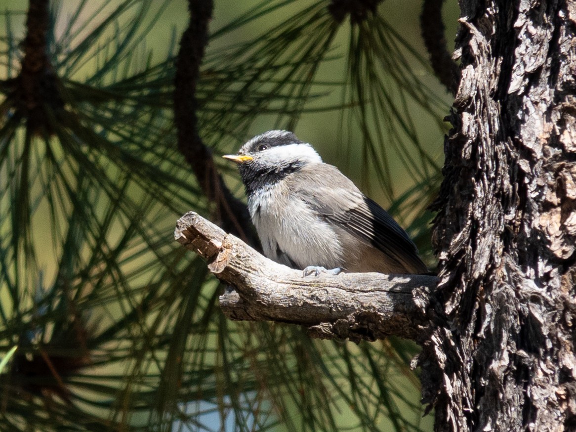 Mountain Chickadee - ML620279977