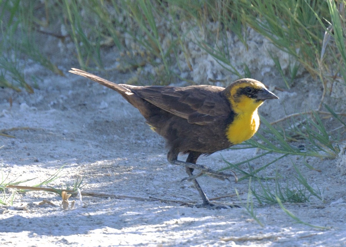 Yellow-headed Blackbird - ML620279981