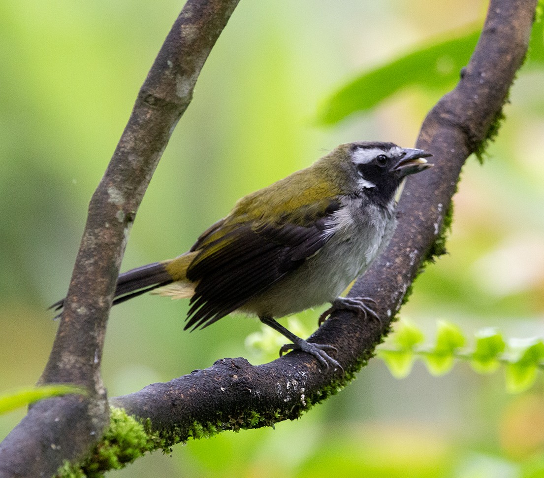 Black-winged Saltator - ML620279985