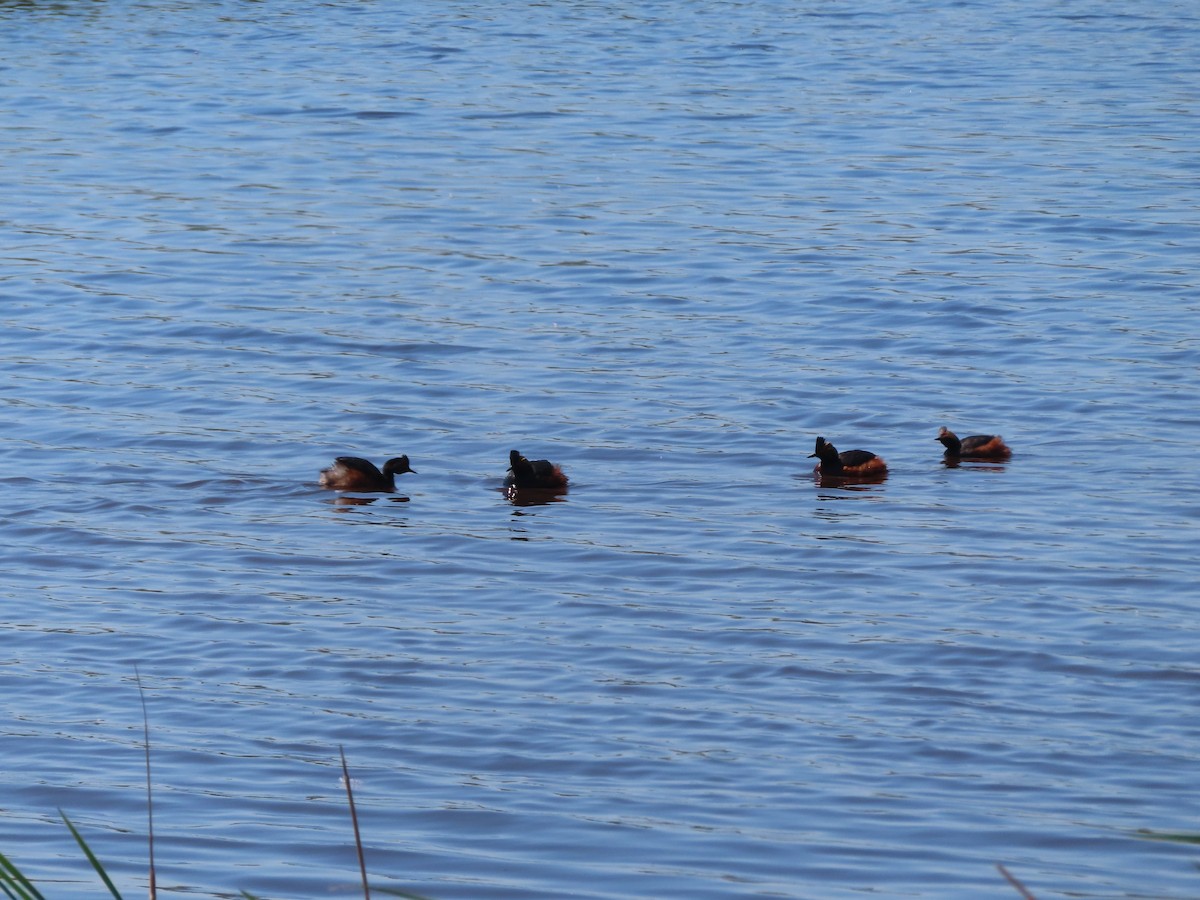 Eared Grebe - ML620279986