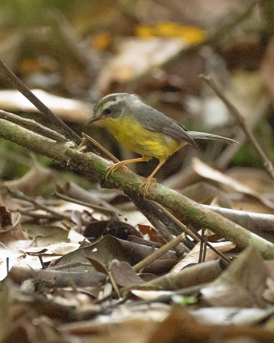 Dreistreifen-Waldsänger - ML620279987