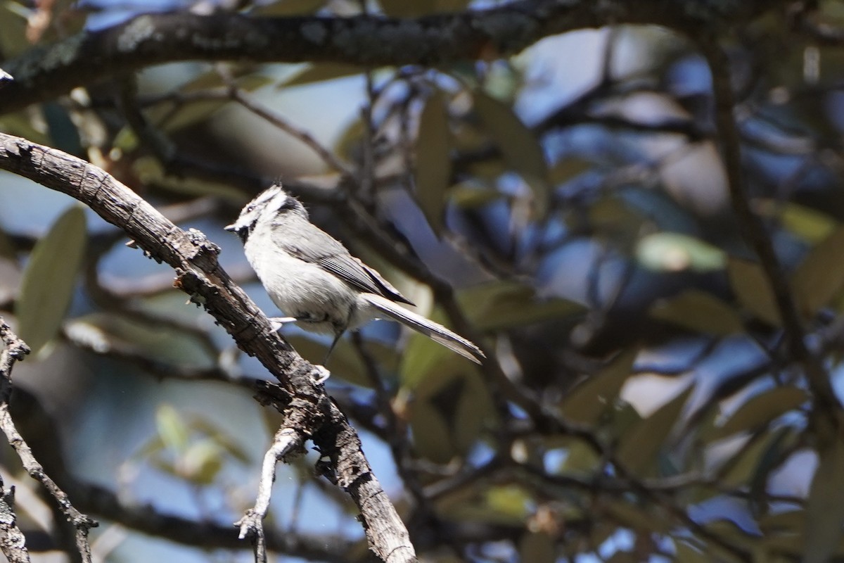 Bridled Titmouse - ML620279989