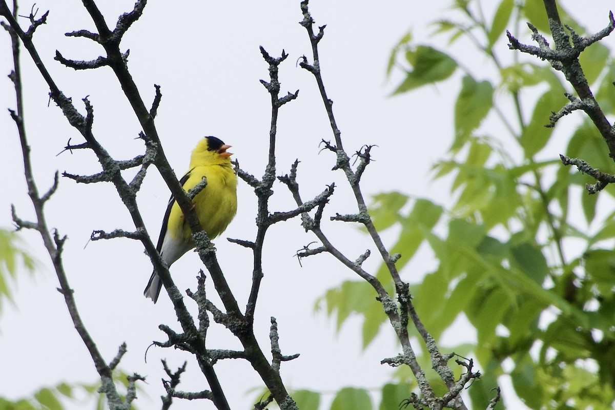 American Goldfinch - ML620279991