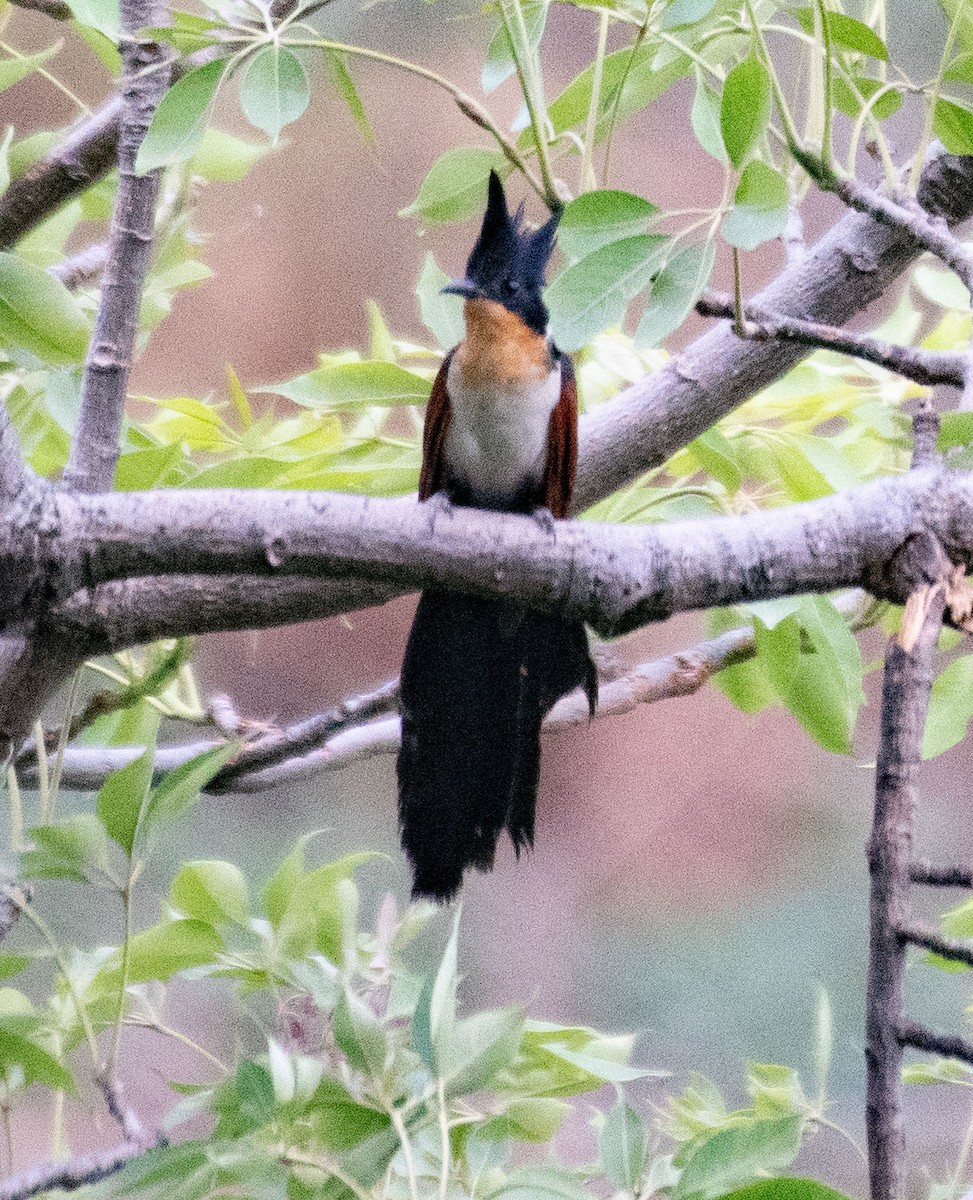 Chestnut-winged Cuckoo - Alok Jaimal