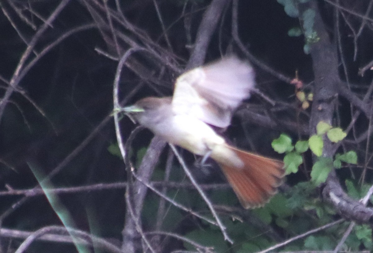 Ash-throated Flycatcher - ML620280001