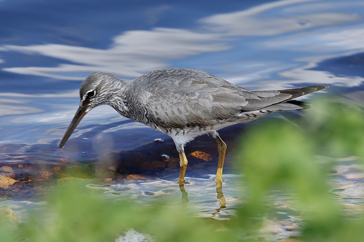 Wandering Tattler - ML620280004