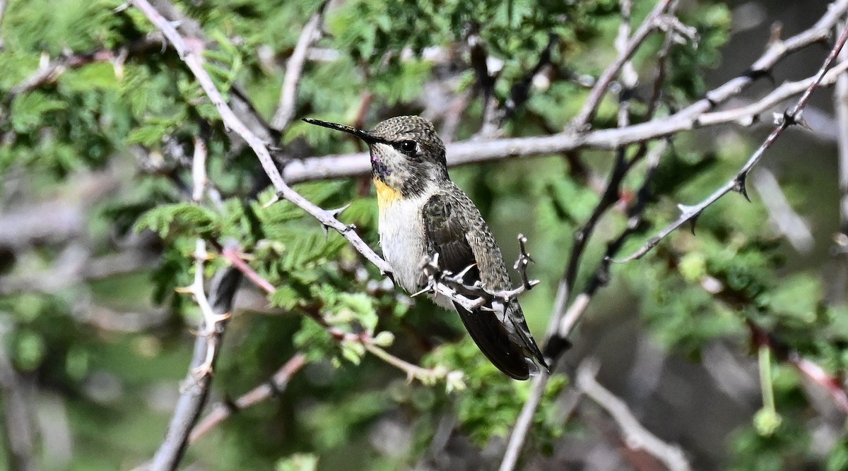 Costa's Hummingbird - ML620280005