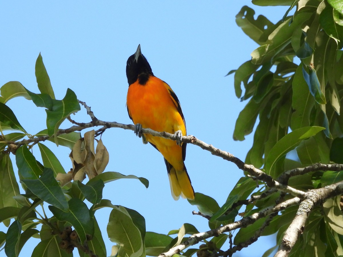 Baltimore Oriole - ML620280006