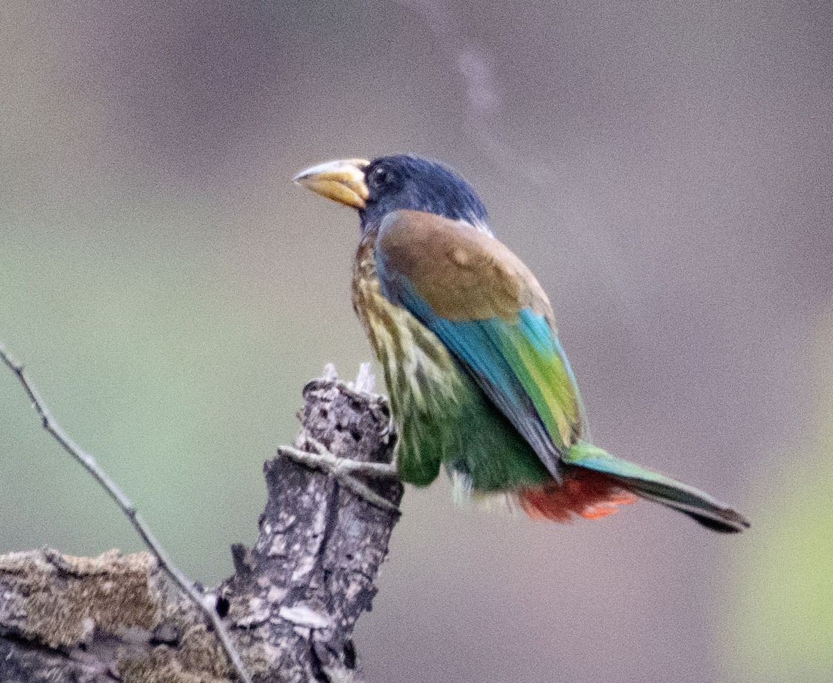 barbet velký - ML620280021