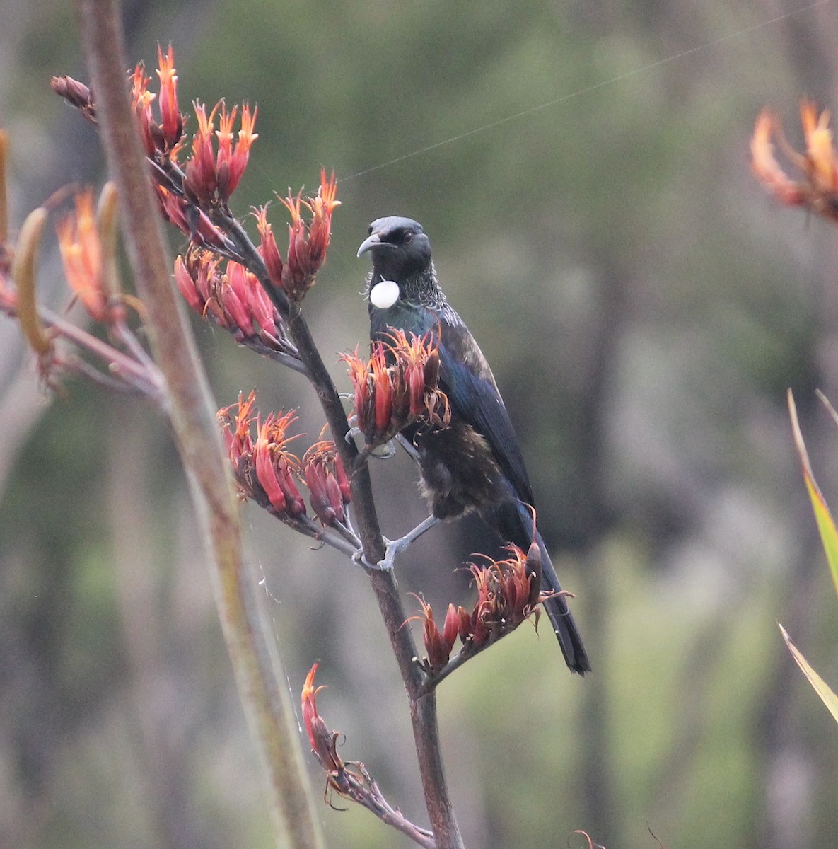 Mielero Tui - ML620280031