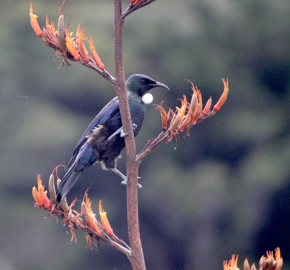 Mielero Tui - ML620280033