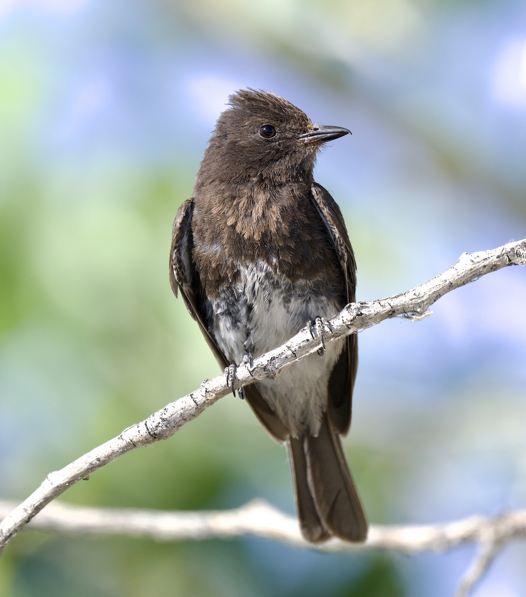 Black Phoebe - ML620280039