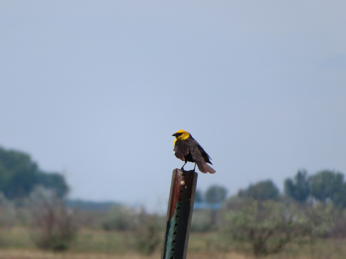 Yellow-headed Blackbird - ML620280042