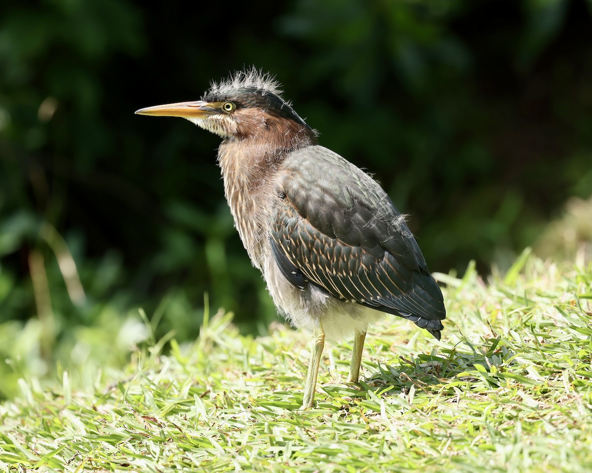 Green Heron - ML620280047