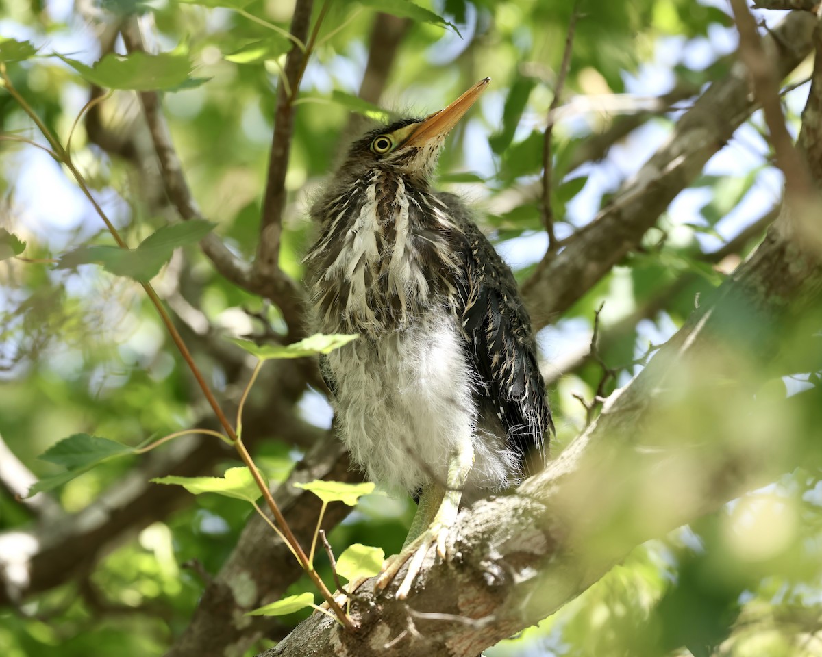 Green Heron - ML620280049