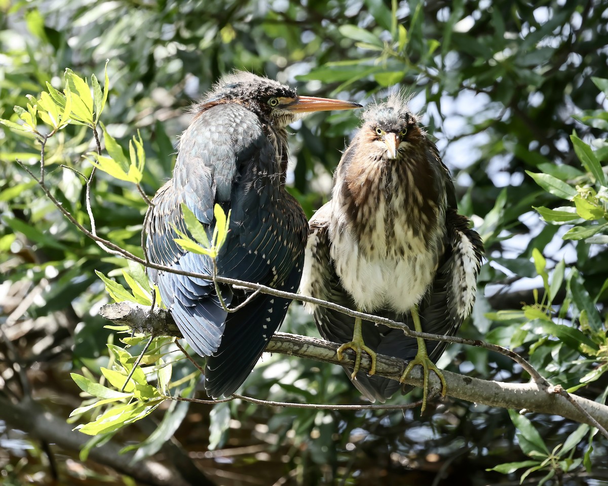 Green Heron - ML620280050