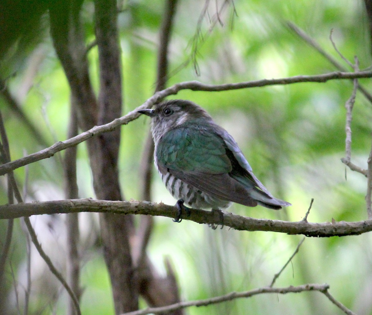 Shining Bronze-Cuckoo - ML620280052