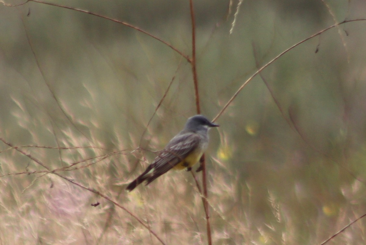 Cassin's Kingbird - ML620280054