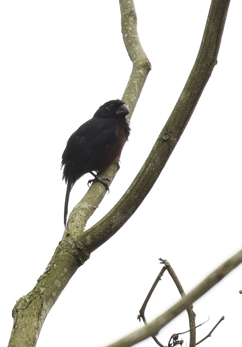 Chestnut-bellied Seed-Finch - ML620280057