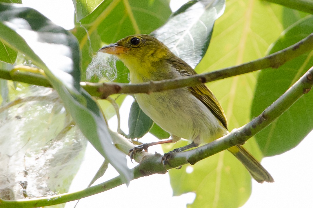 Yellow-backed Tanager - ML620280063