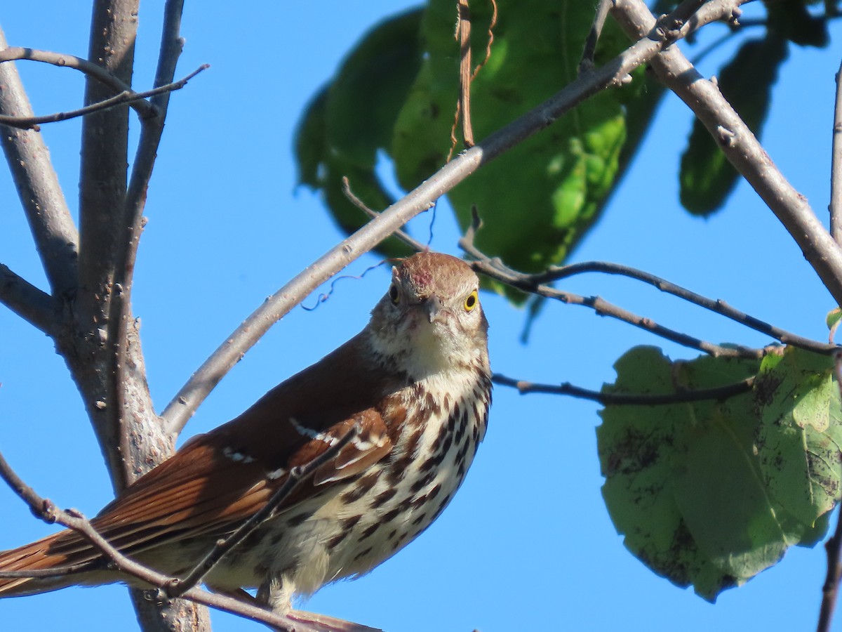 Brown Thrasher - ML620280065