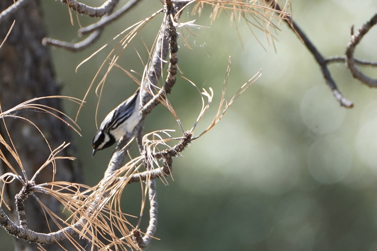 Black-throated Gray Warbler - ML620280066